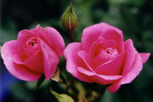 rosa Rose wie Marzipan-bitte nicht reinbeißen :-)