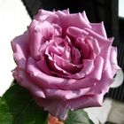 rosa Rose zum Wochenanfang