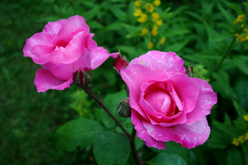 Rosa Rosen im Regen