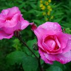 Rosa Rosen im Regen