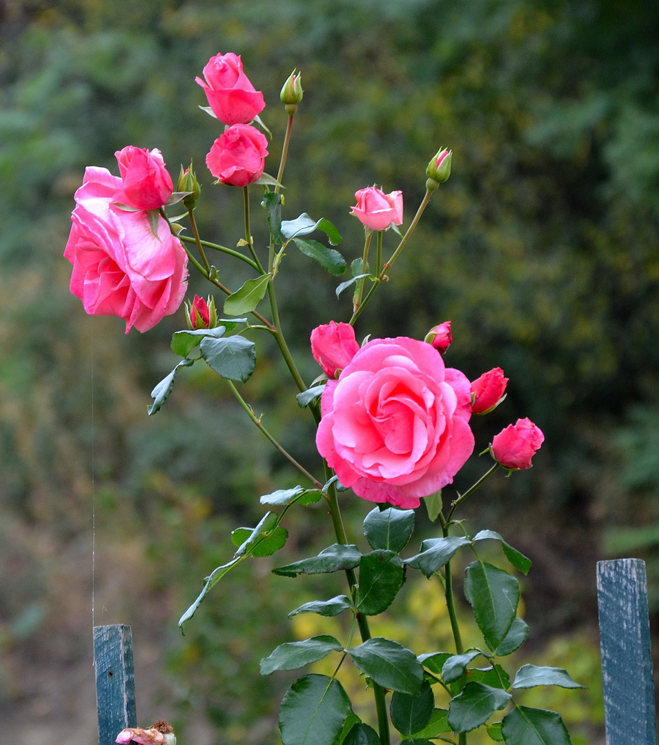 Rosa Rosen in Altenmarkt