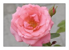 rosa Rosenblüte mit Knospe