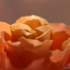 rosa Rosenblüte No 2