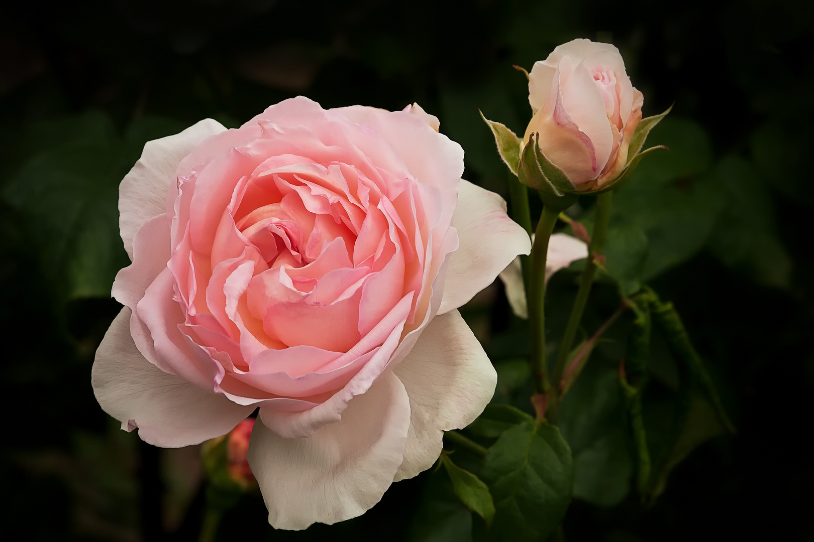 Rosa Rosenträume.....