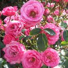 Rosa Roses