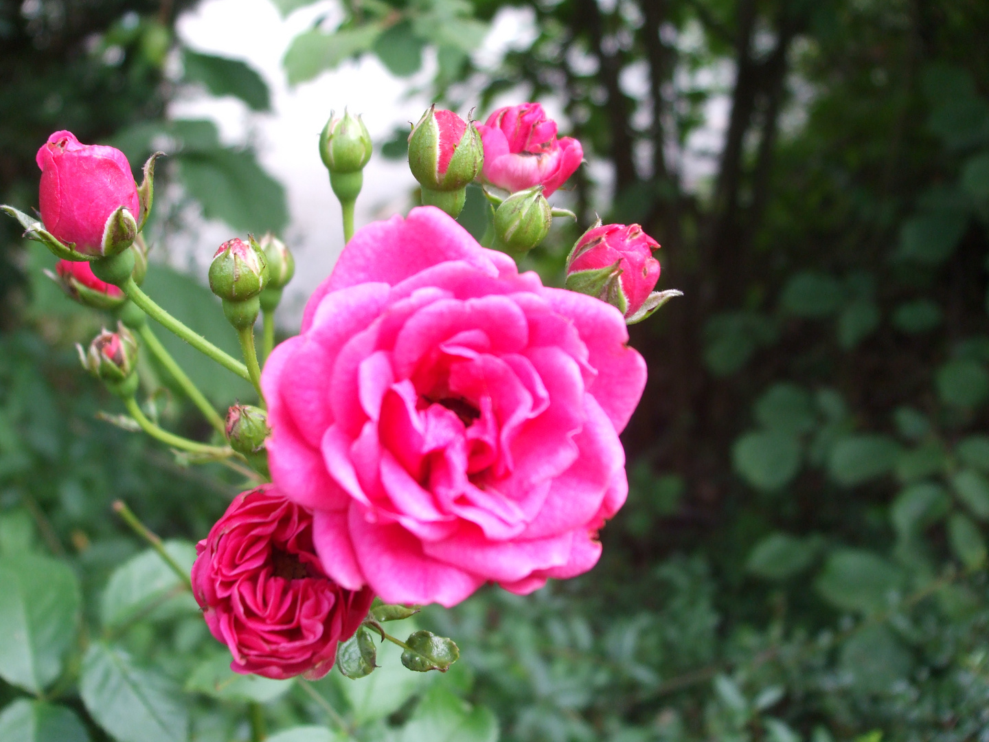 Rosa Rosette