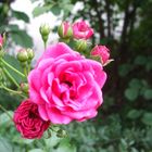 Rosa Rosette