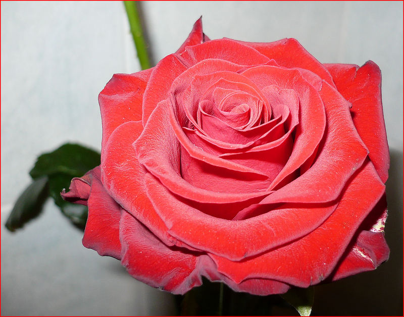 Rosa Rossa Foto Immagini Macro E Close Up Macro Fiori E Piante