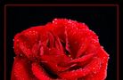 Rosa rossa von Marzia Autore 