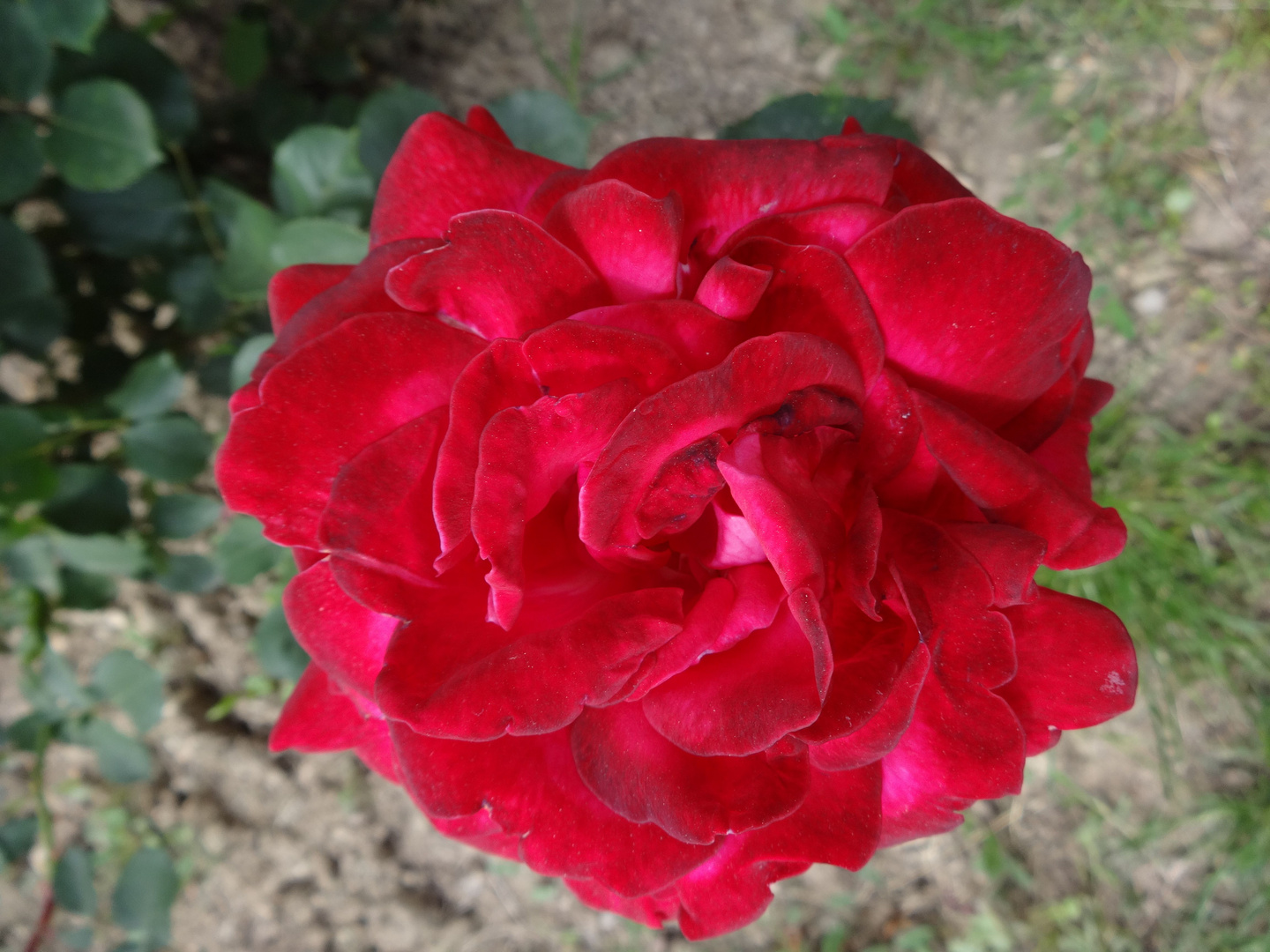 Rosa rossa