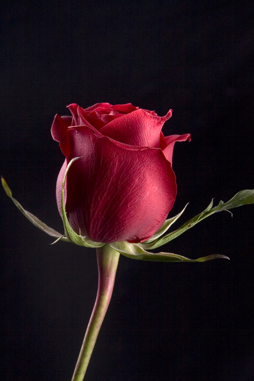 Rosa rossa di san valentino Foto % Immagini macro e close up, macro fiori  e piante, morgan capasso Foto su fotocommunity