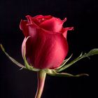 Rosa rossa di san valentino