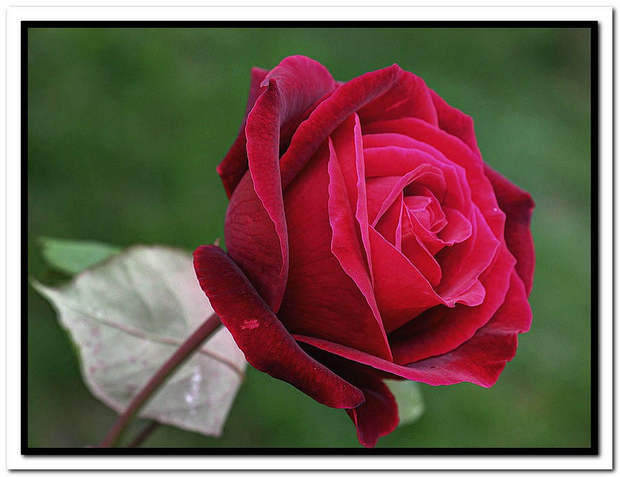 Rosa Rossa in hdr.