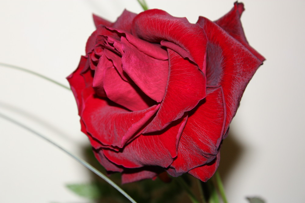 rosa rossa per san Valentino