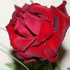 rosa rossa per san Valentino