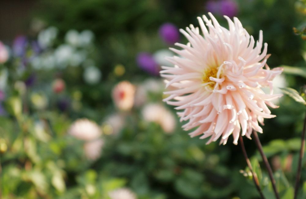 Rosa-rot von Craisy 