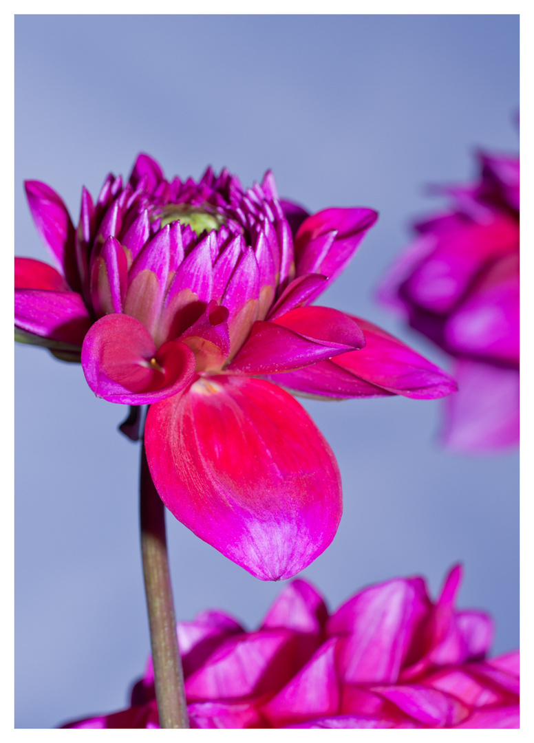 rosa rot leuchtend