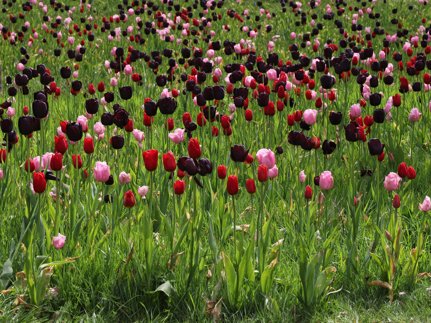 Rosa, rot und fast schwarz blühen die Tulpen (2019_04_30_EOS 6D Mark II_1528_ji)