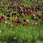 Rosa, rot und fast schwarz blühen die Tulpen (2019_04_30_EOS 6D Mark II_1528_ji)