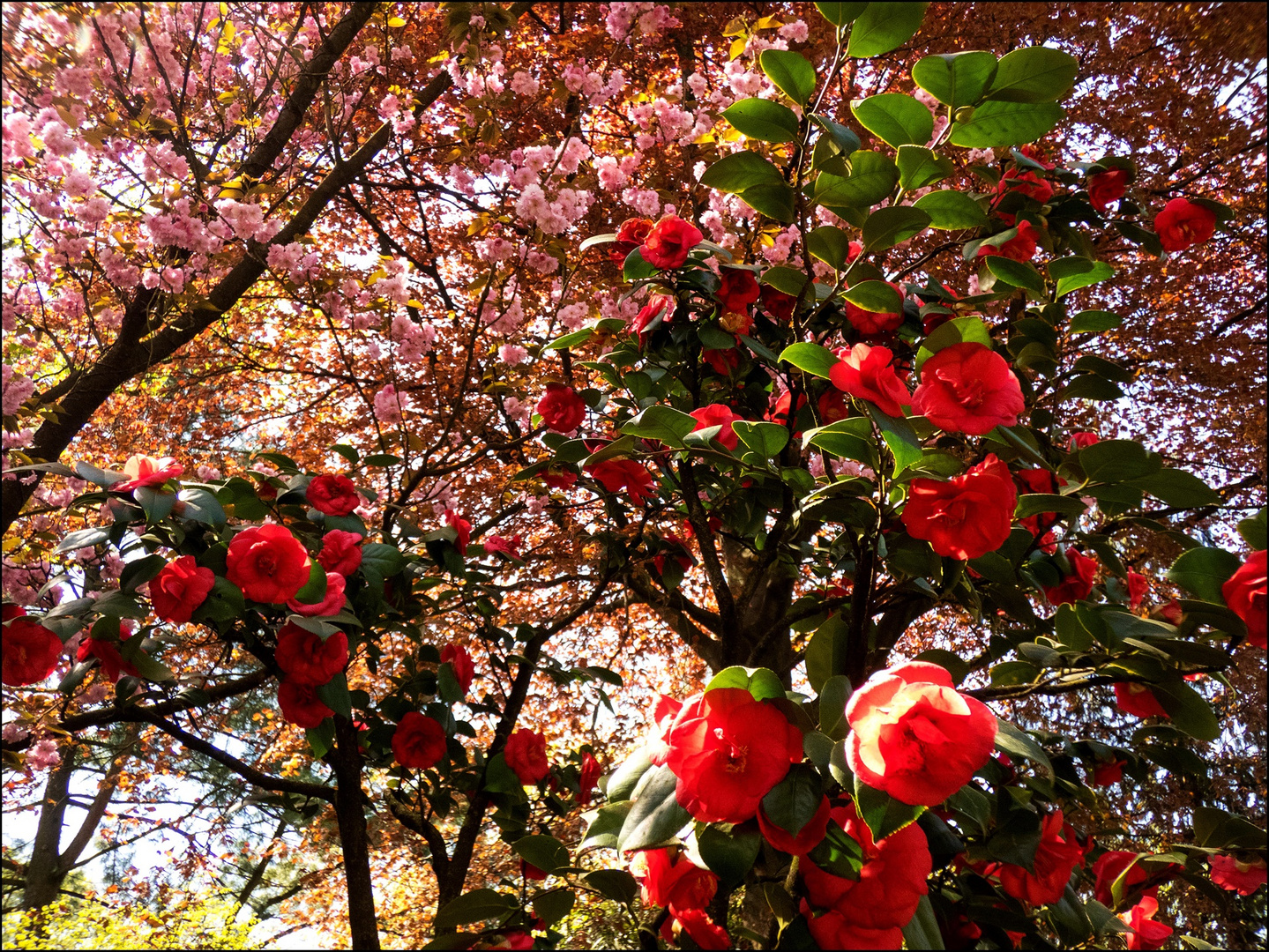 Rosa-Rote Blütenträume