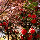 Rosa-Rote Blütenträume