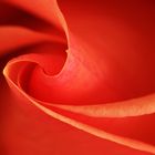 Rosa Rote Rose