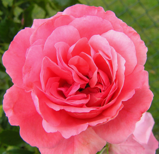 " ROSA ROTE ROSE "