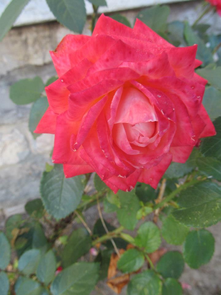 Rosa Rote Rose