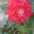 Rosa Rote Rose