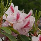 Rosa Roter Rhododendron