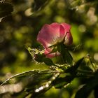 Rosa rubiginosa.