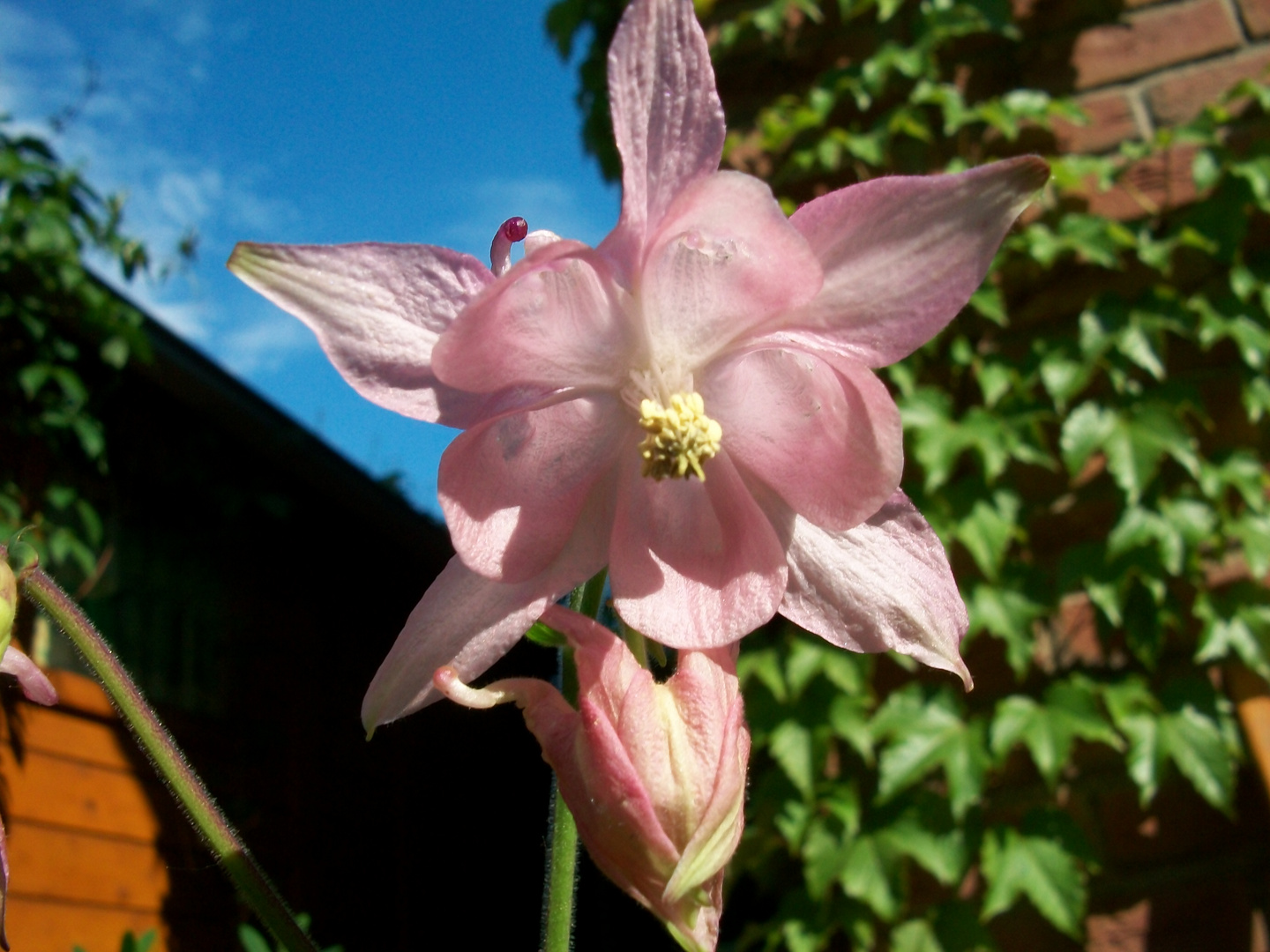 Rosa Rüschchen