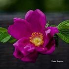 Rosa Rugosa