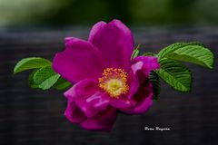 Rosa Rugosa