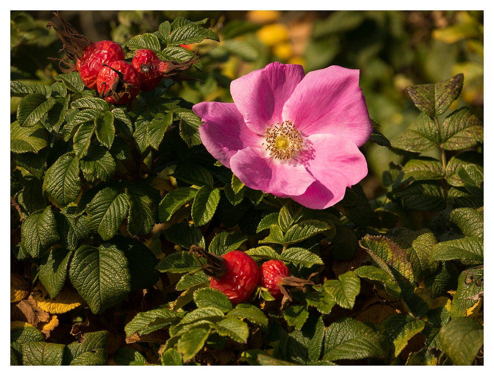 Rosa Rugosa