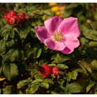 Rosa Rugosa