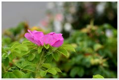 Rosa Rugosa