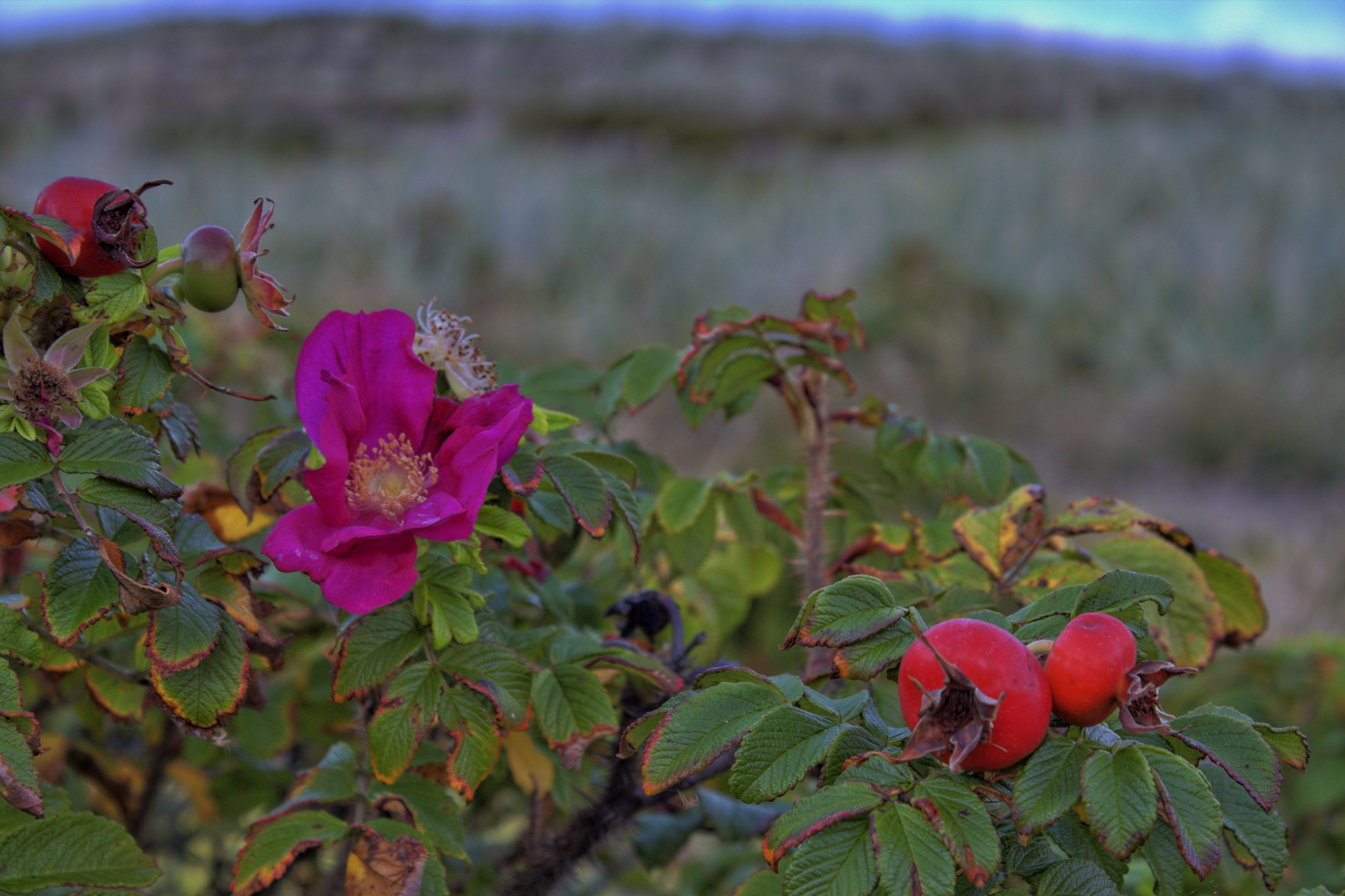 Rosa rugosa