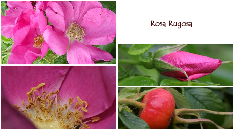 Rosa rugosa