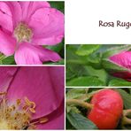 Rosa rugosa