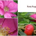 Rosa rugosa