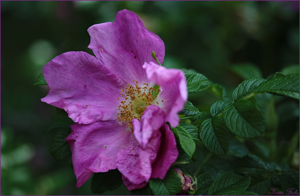 Rosa rugosa