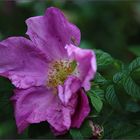 Rosa rugosa