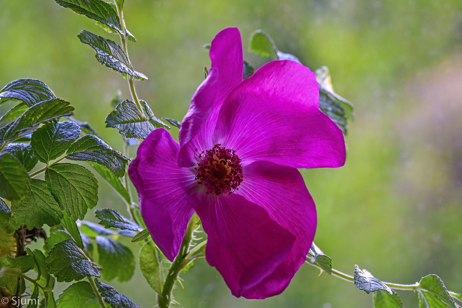 Rosa rugosa