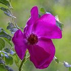 Rosa rugosa