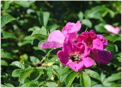 Rosa Rugosa