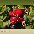 Rosa Rugosa....