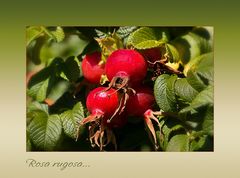 Rosa Rugosa....