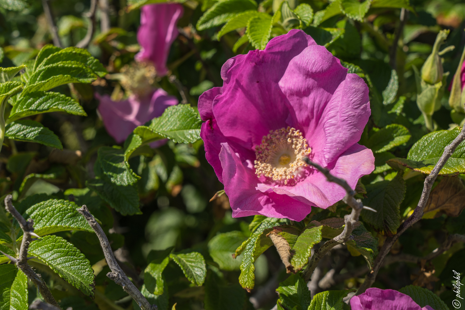 Rosa Rugosa