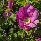 Rosa Rugosa